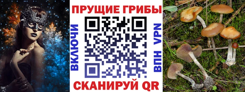 Галлюциногенные грибы Psilocybe  цены   Тотьма 